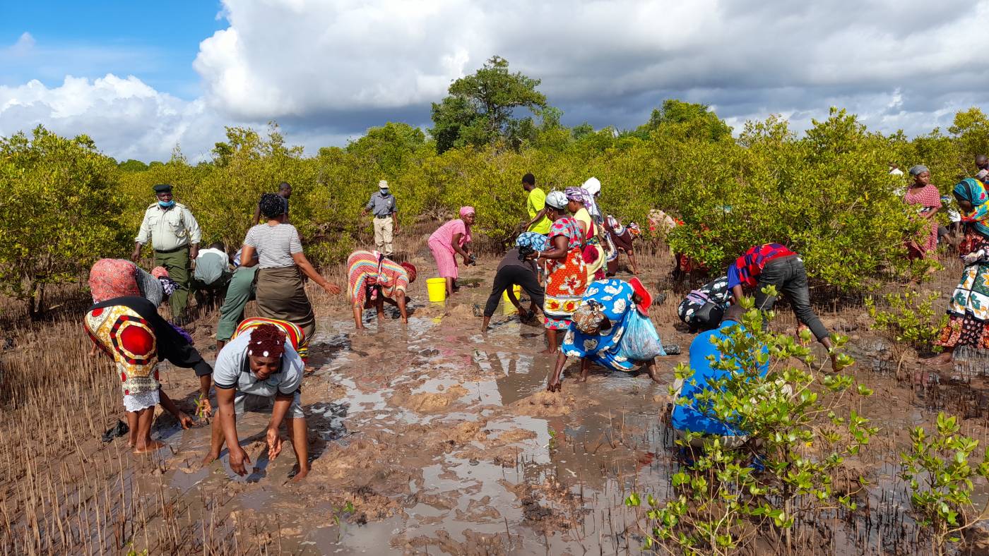 A Group Of Villagers Of Gasi Bay Planting Mangroves During The International Day For Mangrove Conservation. Image Credit Courtesy Of Cece Siago 